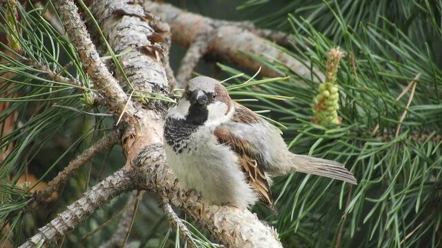 wild urban small bird House Sparrow (Latin. Passer domesticus) sits on a branch of a pine tree, preening his feathers and chirping loudly, admiring the early spring morning