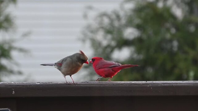 female cardinal ruffling its feathers near a bird feeder in spring .