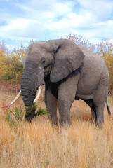 Obraz premium Elephant at the Kruger park South Africa