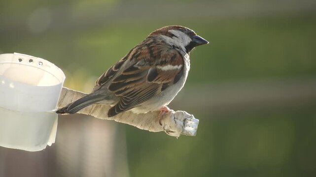 wild urban small bird House Sparrow (Latin. Passer domesticus) collects millet from the feeder and takes it to the chicks, who are squeaking nearby in the bird house in the early spring morning