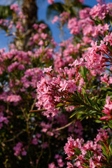 Obraz premium Beautiful pink oleander flowers blooming in the garden. Mediterranean nature and summer botanical concept. Nerium oleander bush against blue sky, Floral background for travel and wellness design