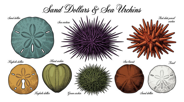 Hand Drawn Vector Illustration of Sea Urchins and Sand Dollars Collection with Detailed Labels