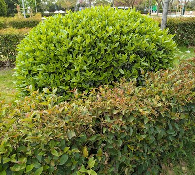 Paisaje con un arbusto boj (Buxus sempervirens) recortado con forma redonda, detr&aacute;s de un seto de Photinia x fraseri en jard&iacute;n de parque p&uacute;blico