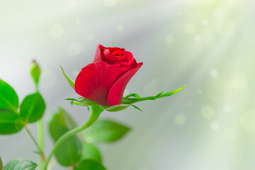Obraz premium Close up of semi opened red rose bud on soft silver golden background Sunlight rays gentle bokeh. Elegant floral composition Copy space, perfect for romantic designs, invitations and greeting cards