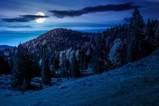 fir trees on a meadow down the hill to coniferous forest in mountains of Romania nature at night. full moon over view of remote colorful forest at the foot of a mountain in autumn. mysterious fantasy