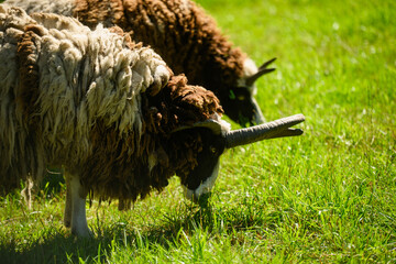 Jacob sheep grazing on green grass in sunny meadow. Rare four horned sheep breed feeding on pasture. Concept of organic farming, sustainable agriculture and livestock breeding, wool production © GRON777