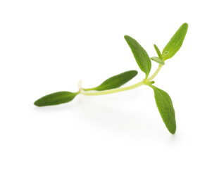 Obraz premium Twig of fresh thyme isolated on white
