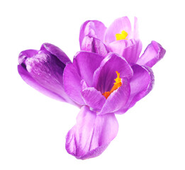 Obraz premium Many purple crocus flowers isolated on white