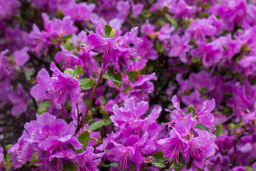 Rhododendron ledebourii, dauricum under the rain in dramatic weather, a general view of flowers with raindrops © AlMacro