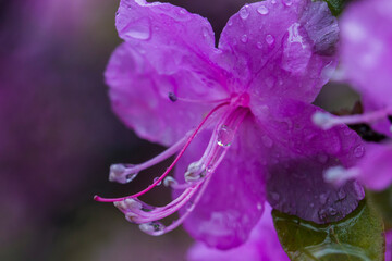 Rhododendron ledebourii, dauricum close-up of a flower in the rain with raindrops on a blurred background. © AlMacro