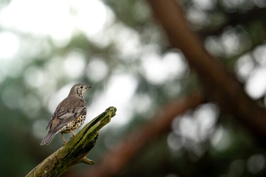 Mistle Trush Perched on Tree Branch 