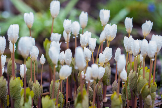 Sanguinaria Canada puccoon under the rain in dramatic weather,
