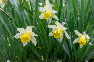 Fototapeta premium Narcissus Daffodil under the rain in dramatic weather, a general view of flowers with raindrops