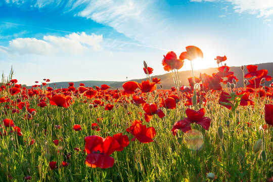 red poppies in the field. sun behind poppy flower. low angle view. remembrance symbol. gorgeous nature wallpaper with cloudy sky. scenic countryside landscape in spring. red flower in the evening sun