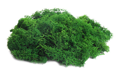 Obraz premium Beautiful bright green moss isolated on white