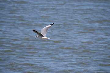 Gaviota volando sobre la superficie de la laguna de Chascomus, provincia de Buenos Aires, Argentina). © SeVPH