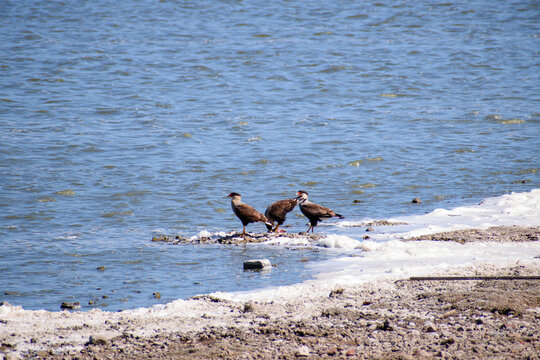 Grupo de caranchos australes en la orilla de la laguna de Chascomus, Argentina