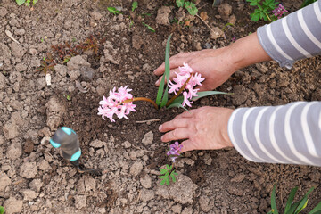 Naklejka premium Planting seedlings. Gardener with beautiful flowers working outdoors, top view