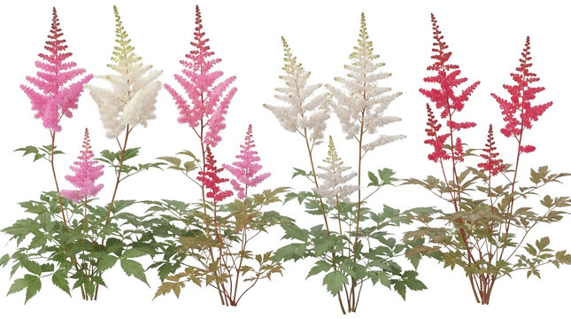 Pink astilbe png Red false spirea cutout White astilbe bloom png Green foliage plant cutout Beautiful flower blossom png Delicate astilbe cutout Plume-like isolated transparent background image