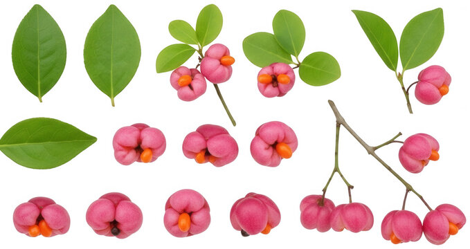 Pink Euonymus fruit png Orange Spindle berry cutout Green Leaf foliage png Vibrant Plant element cutout Autumn Berry capsule png Toxic Fruit seedpod cutout isolated transparent background image