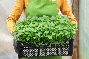 Naklejka premium Woman with crate of seedlings in greenhouse, closeup