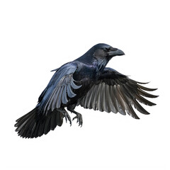 Obraz premium Black crow in flight with wings spread wide to side isolated on transparent background transparent background