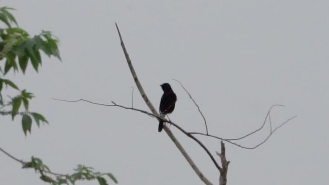 Pied bush chat (Saxicola caprata, Decu belang, Pied Stonechat, Pied Chat, Tarier pie, Tarabilla p&iacute;a) on dry wood