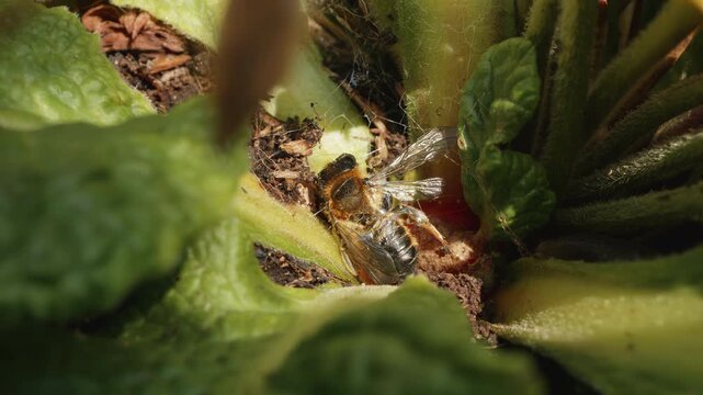Dead decaying leaf cutter bee extreme macro close up stock footage