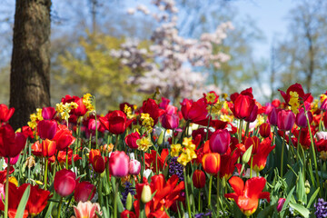 Obraz premium Tulips of various colours: red, pink, orange and white, in a garden; spring flowers