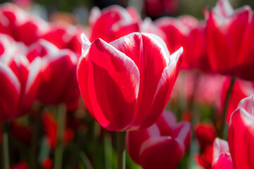 Fototapeta premium Close-up of a tulip in spring in the Netherlands in a public garden