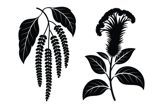 Vector silhouette illustration of birch tree leaves and celosia flower
