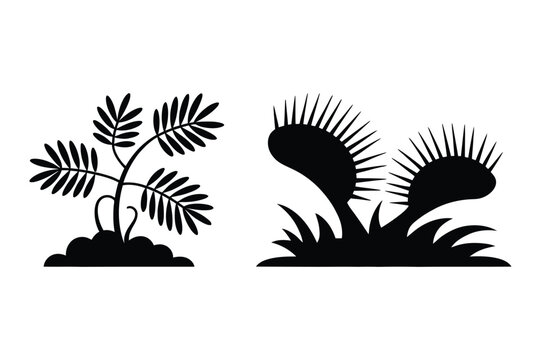 Venus flytrap and sensitive plant black silhouette vector illustration