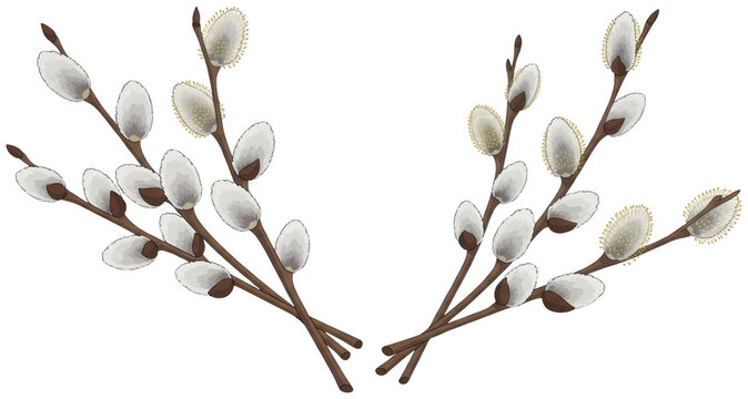 Soft Pussy Willow png Spring Willow Branch cutout Fuzzy Catkin Bloom png Silver Willow Bud cutout Natural Pussywillow png Gray Willow Twig cutout Floral Salix isolated transparent background image