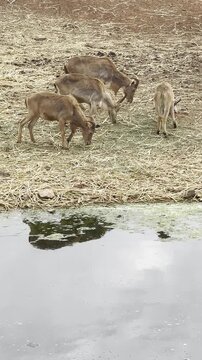 Cinematic 4K footage of wild Barbary sheep grazing near a water source in a dry natural habitat. The animals feed calmly on sparse vegetation while reflections appear on the water surface