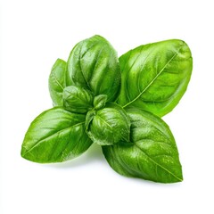 Fototapeta premium Fresh Green Basil Leaves On White Background