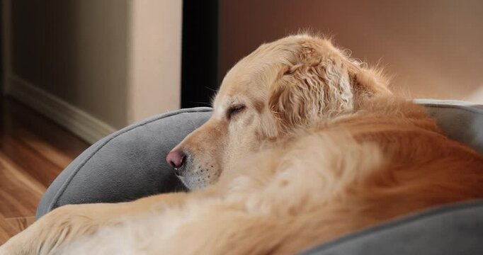 Hand held video of a relaxed golden retriever laying comfortably in his dog bed. The furry pet yawns with an open mouth and rests his head on the pillow to sleep for a nap. 