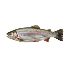 Obraz premium Rainbow trout fish isolated on transparent background side view transparent background