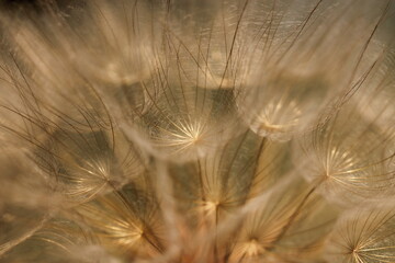 primo piano di un fiore di dente di leone con i semi al tramonto © Simona