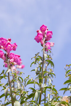 low angle view of pink flowers against blue sky