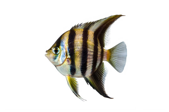 Zebra danio fish with black and yellow stripes swimming alone transparent background