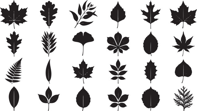 Autumn and tree leaves silhouette set featuring maple oak fern ginkgo and various botanical foliage isolated on white background for nature vector illustration collection