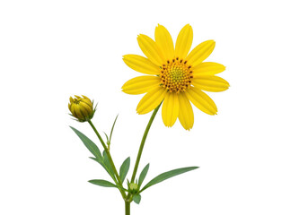 A bright yellow dandelion-like flower with slender green stem and leaves isolated on transparent background
