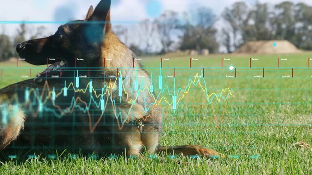 Overlay appearing, Shepherd dog turning head, panting, shifting paw, HUD showing telemetry for care