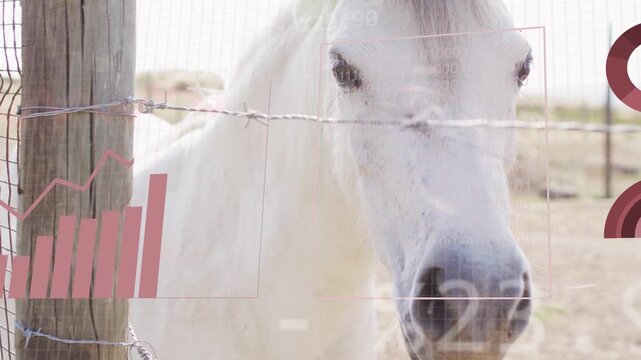 Translucent charts sliding in, white horse turning head while visualizing paddock data