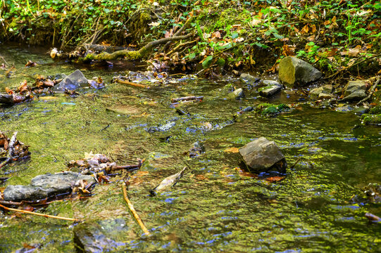 Serene forest stream flows over mossy rocks and fallen leaves in dappled sunlight