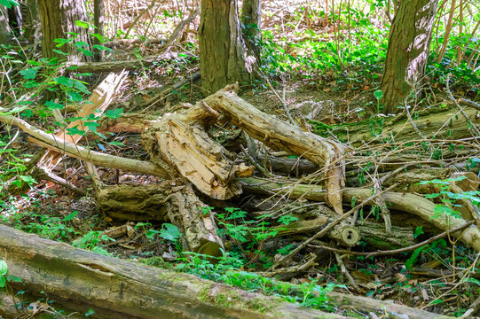 Fallen tree logs and branches create a natural forest floor scene