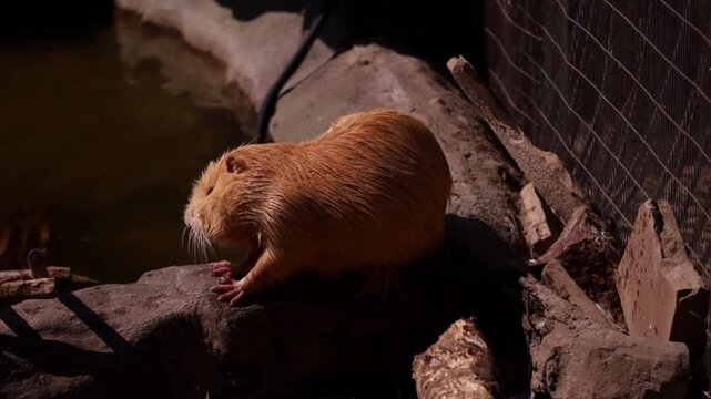 Nutria (Coypu) Grooming and Shifting Position on Rock with Slow Tracking Camera Movement
