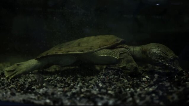 Cinematic Tracking Shot of Softshell Turtle Slowly Exploring Dark Aquarium Bottom