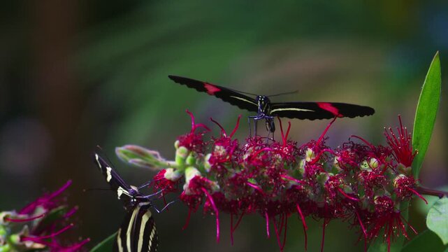 Tropical Butterflies Feeding on Vibrant Red Blossoms. Heliconius Butterflies Feeding on Red Bottlebrush Flowers.
