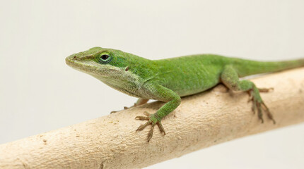 Fototapeta premium Vibrant green anole lizard perched delicately on a smooth wooden branch, captured in a detailed close-up against a soft, bright background, showcasing its intricate scales and alert posture